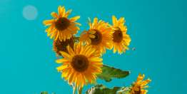 神的意思原是好的（创50:15-21）