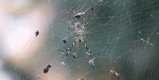 来自虫子的商业智慧：蜘蛛