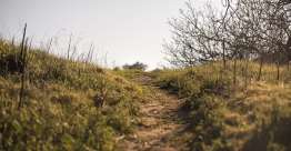 神在我们工作中的引导（诗25）