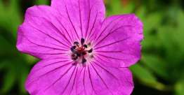 “温柔的人有福了！因为他们必承受地土。”（太5:5）