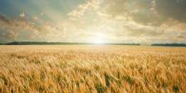 耶稣和在井边的女人（约翰福音4）