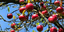 我是葡萄树，你们是枝子（约翰福音15）