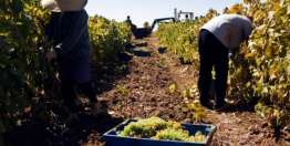 两个儿子的比喻（太21:28-32）