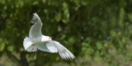 为别人的福祉工作（加拉太书6:1-10）