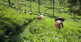 智慧的工人是勤奋的（箴言）