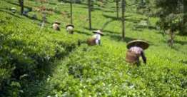 智慧的工人是勤奋的（箴言）