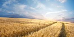 一个勤奋的工人会笑对未来（箴言）