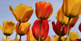 当工作是一件乐事时（雅歌1:9-2:17）