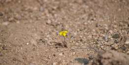 耶利米和他的时代（耶利米书和耶利米哀歌）