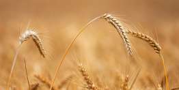 上帝的公正也包括工作和经济上的公正（阿摩司书8:1-6，弥迦书6:1-16）