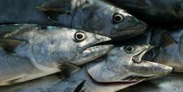 工作与敬拜（弥迦书6:6-8；阿摩司书5:21-24；何西阿4:1-10）